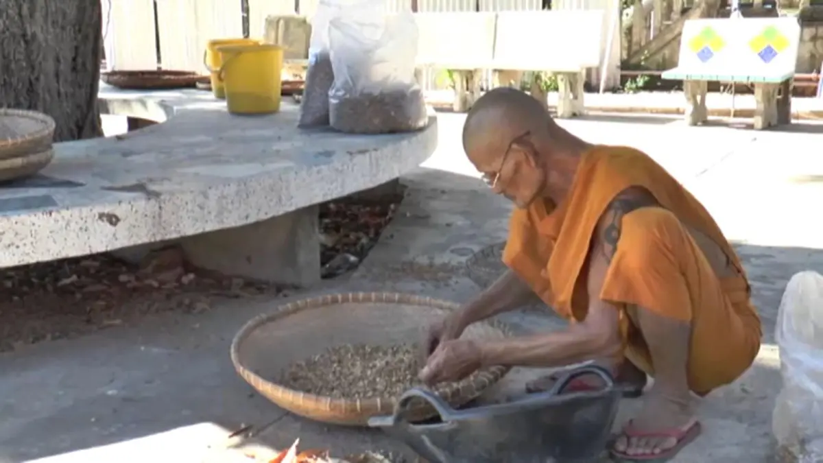 กราบสาธุ!! หลวงตา”วัยกว่า70ปี  เก็บดอกพิกุลที่ร่วงขายทำเงินเข้าวัดปีละหลายแสนบาท ซึ่งหลวงตาทำมานานกว่า10ปี!! (รายละเอียด)