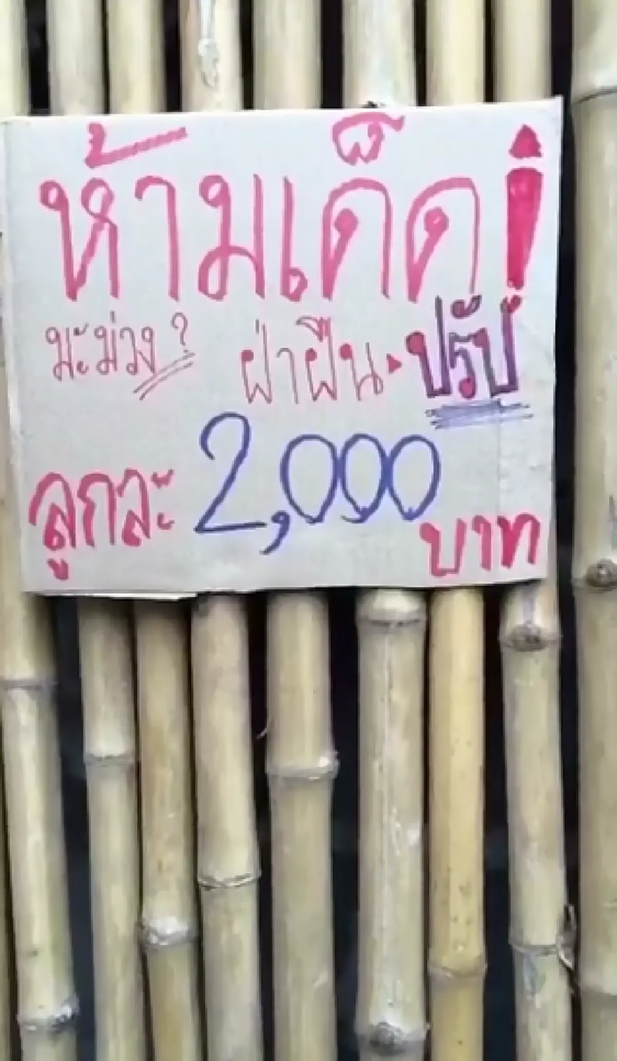 เล่นงี้จริงดิ!! โซเชียลเม้นต์กระหน่ำ หนุ่มปีนต้นมะม่วงข้างบ้าน เจ้าของติดป้ายห้ามเด็ด แต่ใช้วิธีอื่น..เอามานั่งกินสบายใจ  งานนี้อาจฮาไม่ออก