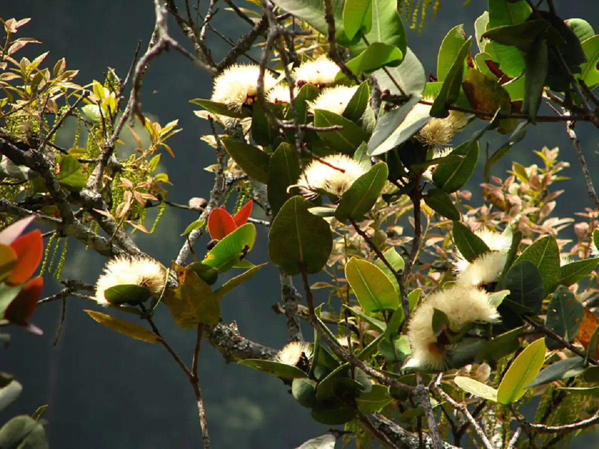 เป็นบุญตา! พบพันธุ์ไม้หายากชนิดใหม่ของโลกสมเด็จพระเทพฯ พระราชทานชื่อ“ราชรัตน์”