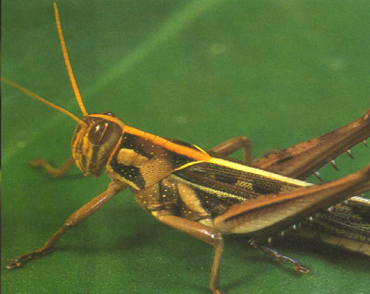 อ้วกแทบพุ่ง!! เอาจริงดิ?? 10 อันดับ แมลงประหลาดที่กินได้เพื่อความอยู่รอด!! ใครเคยกินตัวไหนบ้าง?? (รายละเอียด)