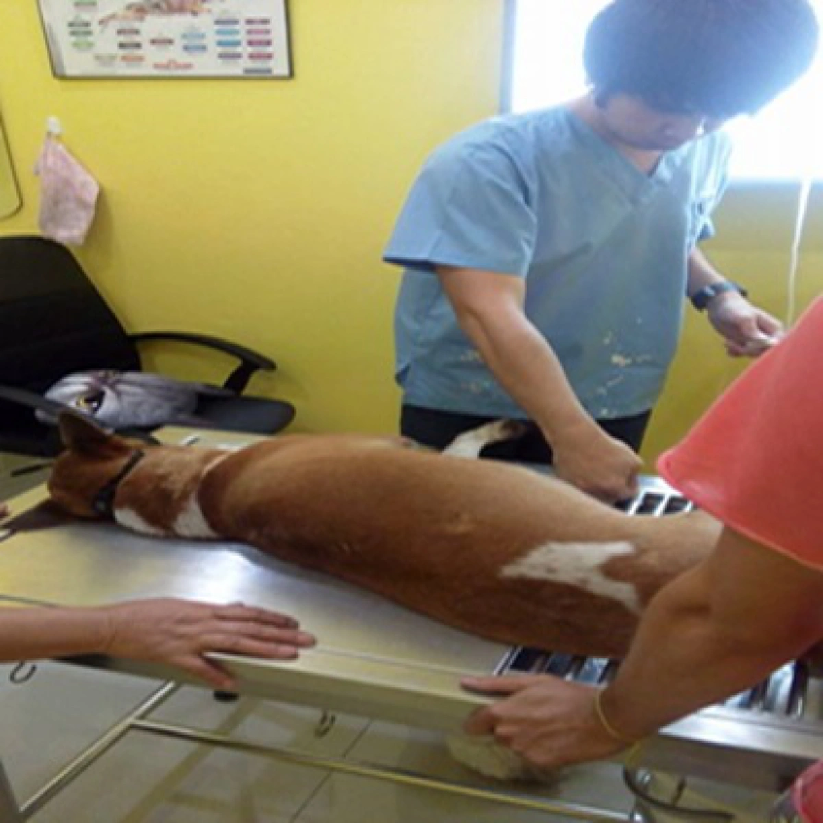 นางฟ้าตัวจริง!! ความประทับใจ จากใจหนุ่มคนหนึ่ง ถึง นักร้องดัง "สุนารี" หลังยื่นความช่วยเหลือเจ้าตูบใกล้สิ้นลมจนรอด (รายละเอียด)