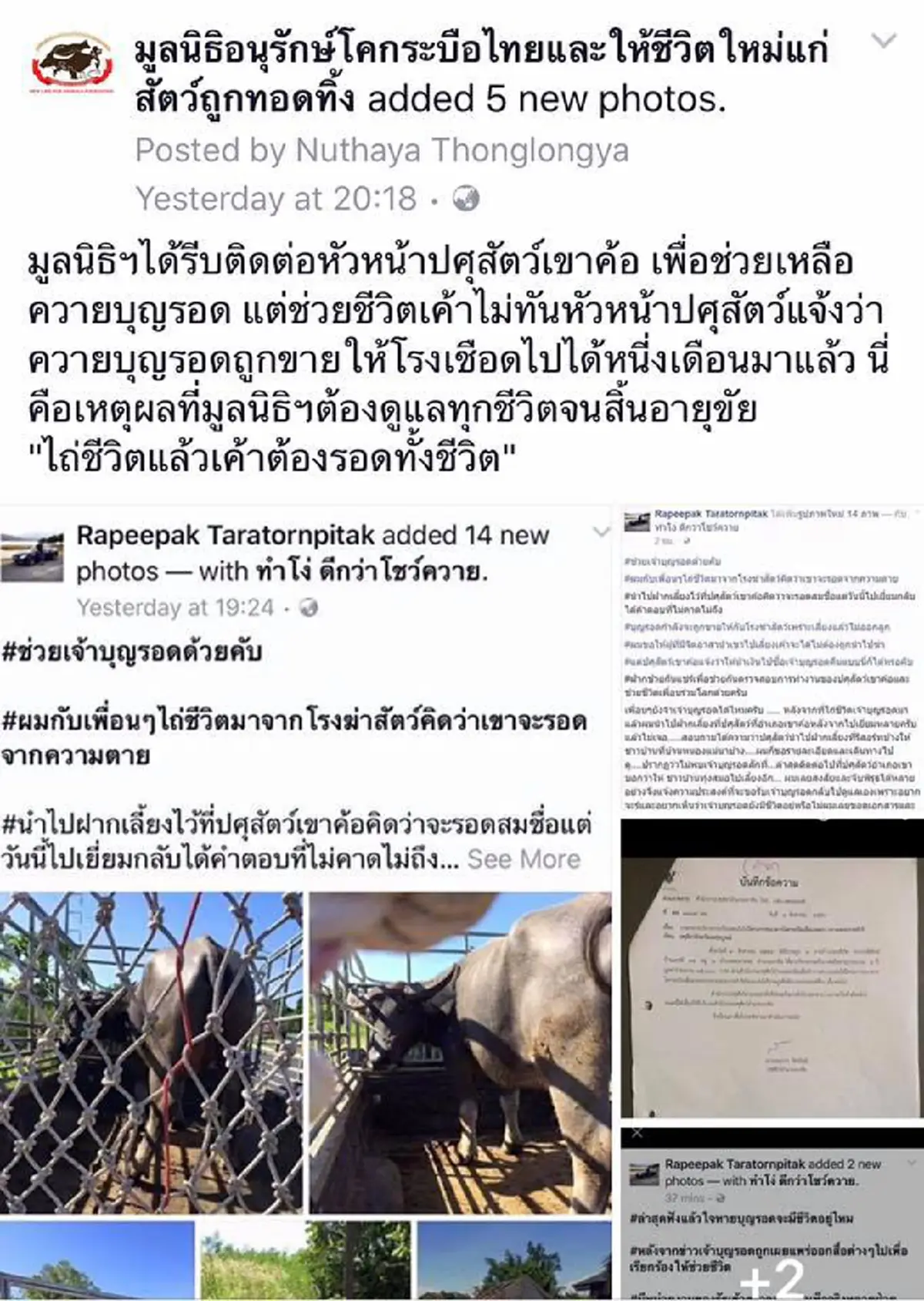 เป็นเรื่องแล้ว!!พ่อเมืองเพชรบูรณ์ สั่งแจ้งความคนขายควายบุญรอด ขณะที่ทางด้าน “มูลนิธิอนุรักษ์โคกระบือไทยฯ”  นัดรวมตัวสำนักงานปศุสัตว์เขาค้อ
