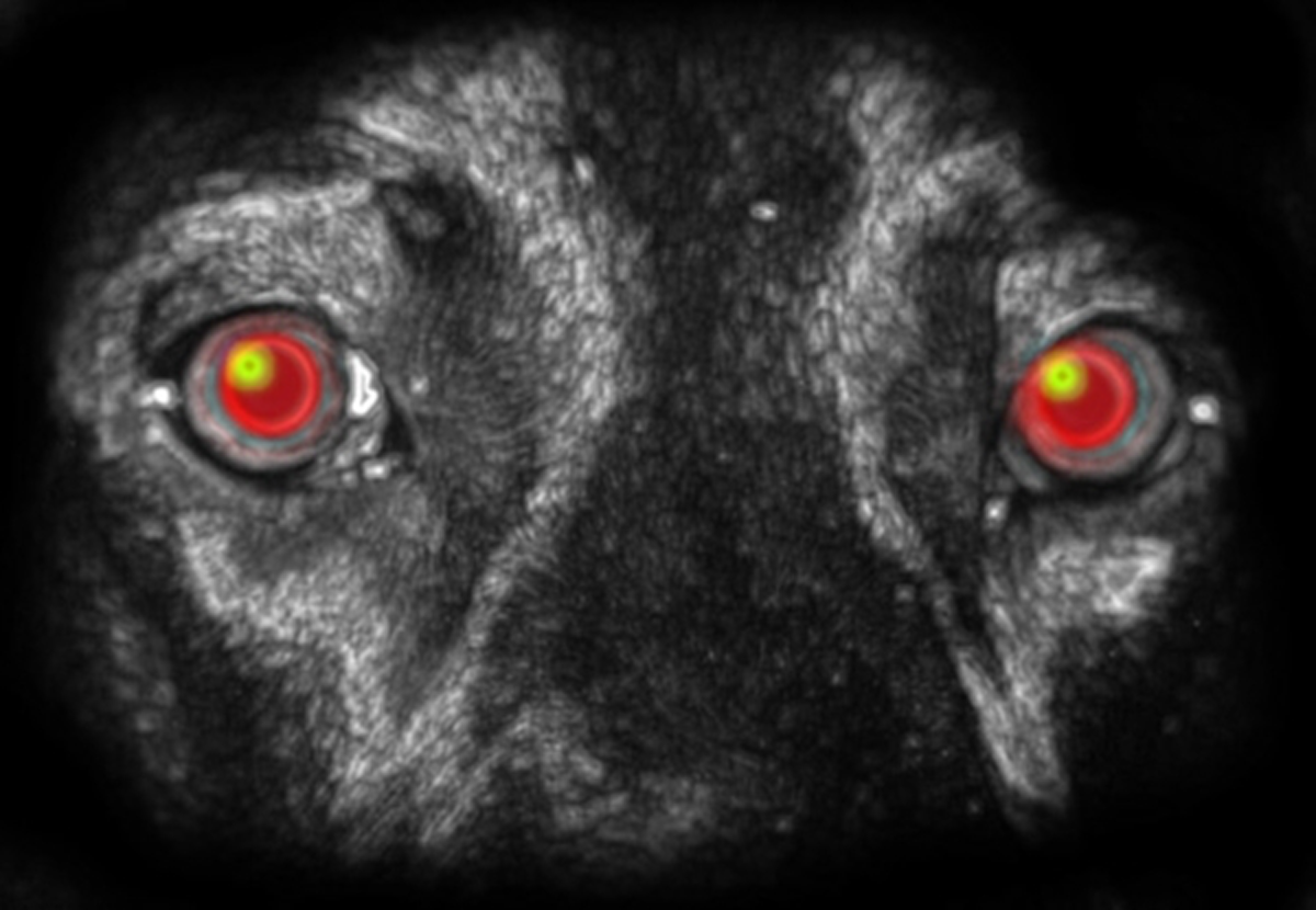 คุณเชื่อเรื่องปอบหรือไม่.. ตำนานอันลึกลับ "พระอุ้มหมา แม่ชีอุ้มแมว" สิ่งน่าสะพรึงกลัว อย่างไม่คาดคิด!!