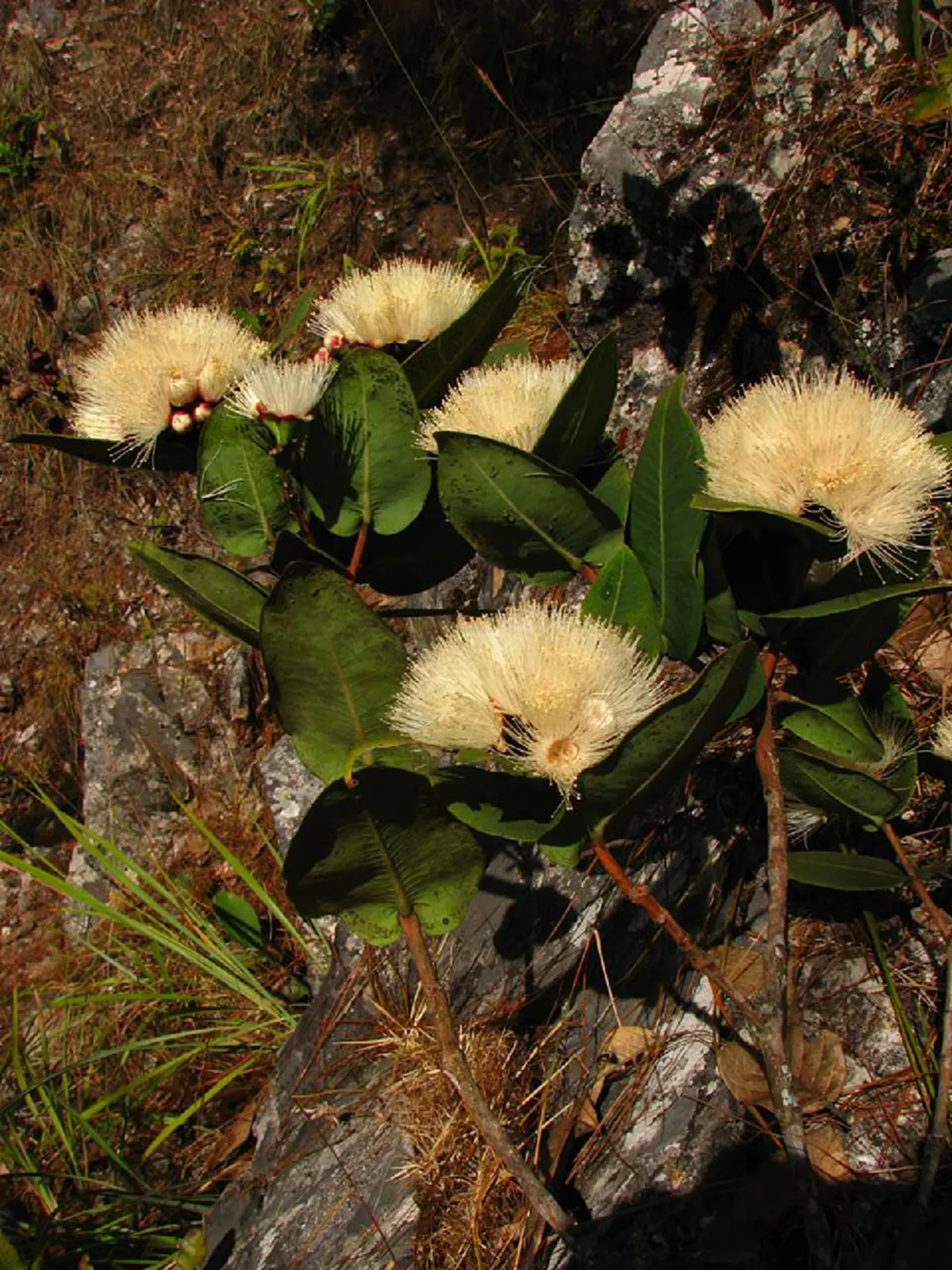 เป็นบุญตา! พบพันธุ์ไม้หายากชนิดใหม่ของโลกสมเด็จพระเทพฯ พระราชทานชื่อ“ราชรัตน์”