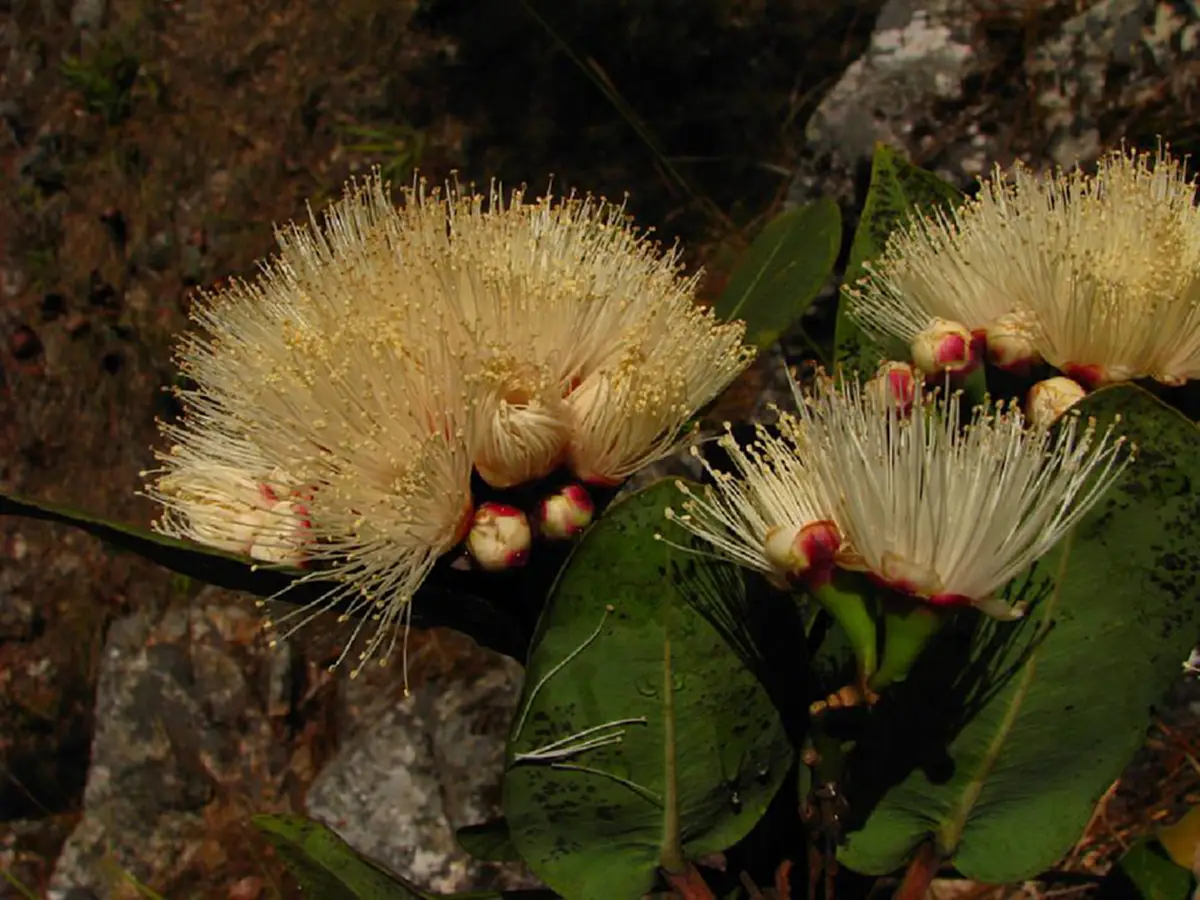 เป็นบุญตา! พบพันธุ์ไม้หายากชนิดใหม่ของโลกสมเด็จพระเทพฯ พระราชทานชื่อ“ราชรัตน์”