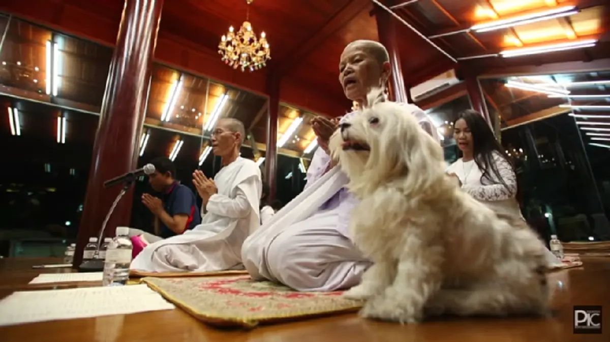 พระเมตตากว้างไกล!! สมเด็จพระเจ้าลูกเธอ เจ้าฟ้าจุฬาภรณวลัยลักษณ์ฯ ทรงช่วยเหลือสุนัข ให้หายขาดจากเนื้องอก #ทรงพระเจริญ (มีคลิป)