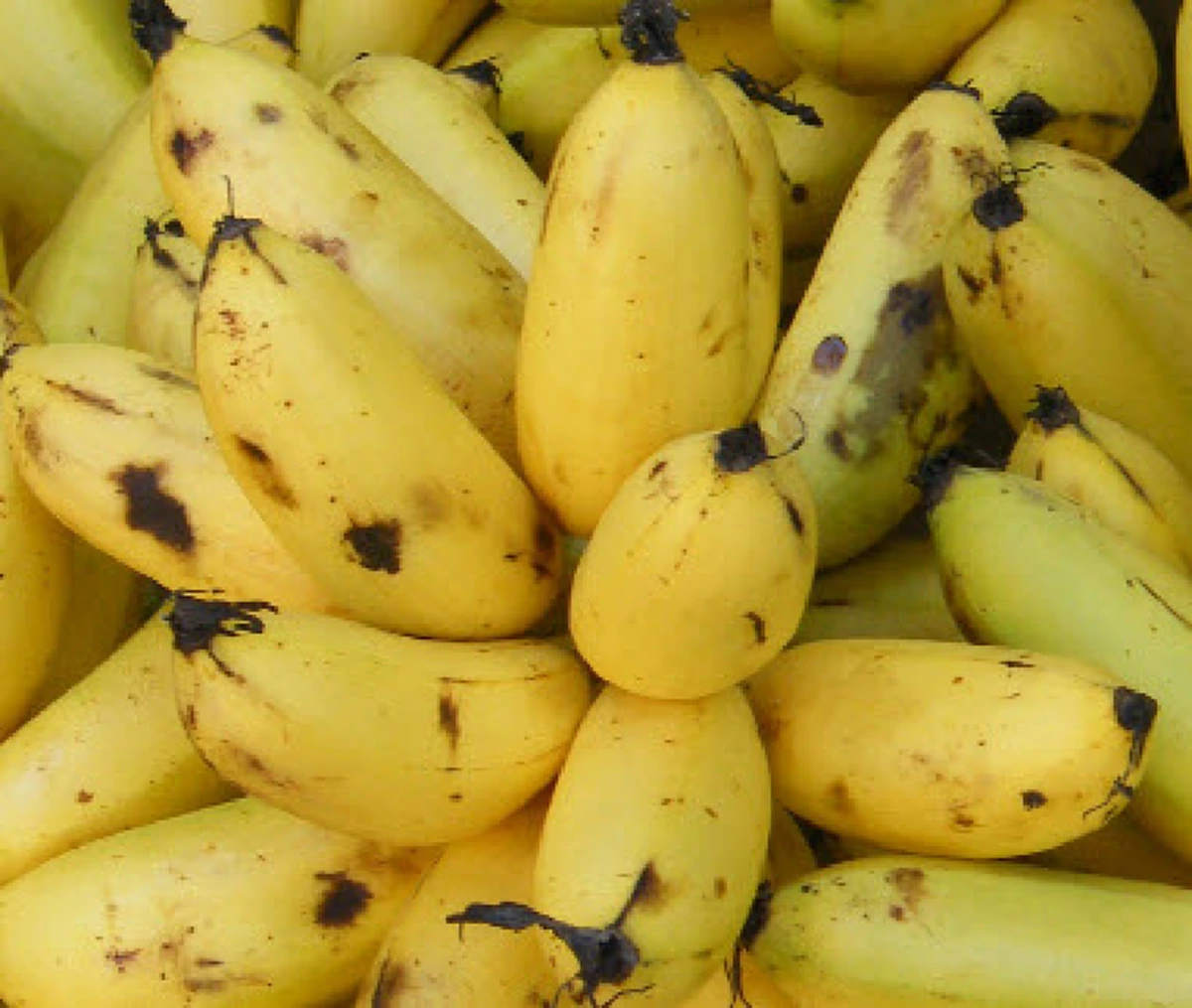 กล้วยๆ นี่แหละ!! รักษาและป้องกันโรคได้ถึง 8 โรคร้ายแบบไม่ต้องพึ่งยา เพียงรับประทานให้ถูกเวลา รับรองชีวิตเปลี่ยน