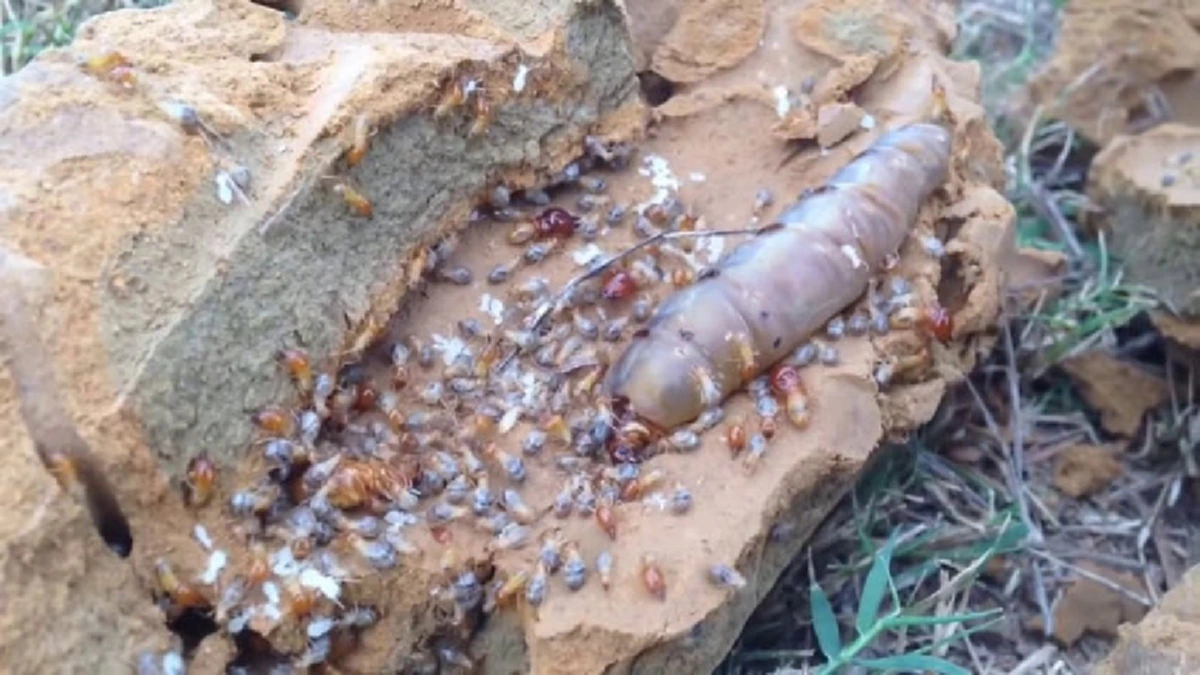 สยองขนลุกขนพอง!! ชาวบ้าน พบจอมปลวก และ “พญาปลวก” เชื่อว่าเป็นสิ่ง “ศักดิ์สิทธิ์” (มีคลิป)