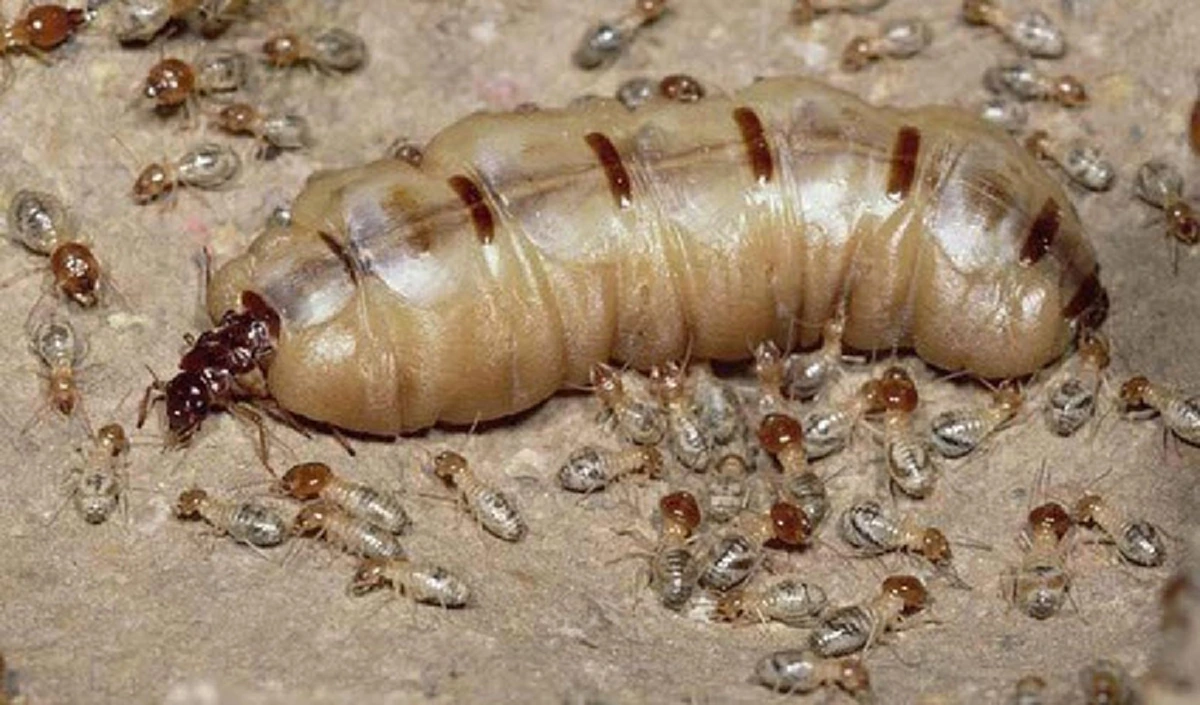 สยองขนลุกขนพอง!! ชาวบ้าน พบจอมปลวก และ “พญาปลวก” เชื่อว่าเป็นสิ่ง “ศักดิ์สิทธิ์” (มีคลิป)