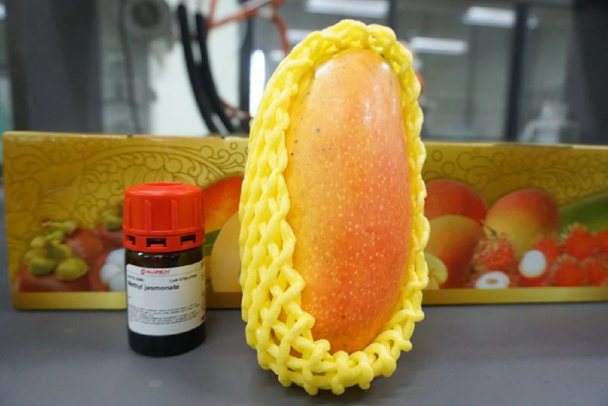 รู้หรือไม่.....มะม่วงมหาชนก เป็นผลไม้ที่ต้านมะเร็ง ยิ่งกิน ยิ่งดี แถมยังได้รับชื่อพระราชทานจากในหลวง ร.๙ (รายละเอียด)