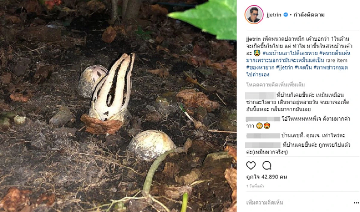 แฟนคลับแตกตื่น!! "เจ เจตริน" เผยภาพ "เห็ดหนวดปลาหมึก" เห็ดที่หายากโผล่ที่บ้าน แฟนคลับตื่นเต้น ขอเลขที่บ้านกันใหญ่