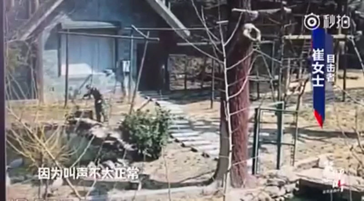 ชาวเน็ต ฉุนหนัก จนท.สวนสัตว์จีน "คว้าแท่งไม้ฟาดนกกระเรียนมงกุฎแดง" ซึ่งเป็นสัตว์ป่าคุ้มครองระดับสูงสุดของชาติ!! (ชมคลิป)