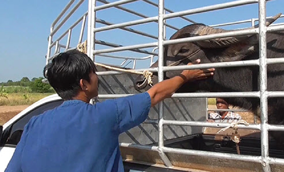 ผกก.คันนายาวแฉเอง "ควายยิ้ม"มีเบื้องหลัง พี่คล้าวโดนจับสร้างกระแสผ่านเพจ ส่งไปทีวีเพิ่มความดัง ก่อนเปิดบัญชีรับบริจาค