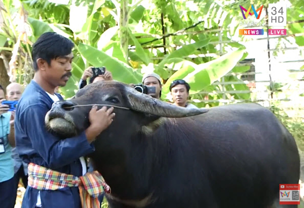 "ควายทองคำ"กลับสู่อ้อมกอดพี่คล้าว หลังมีคนใจดีช่วยซื้อชีวิต!