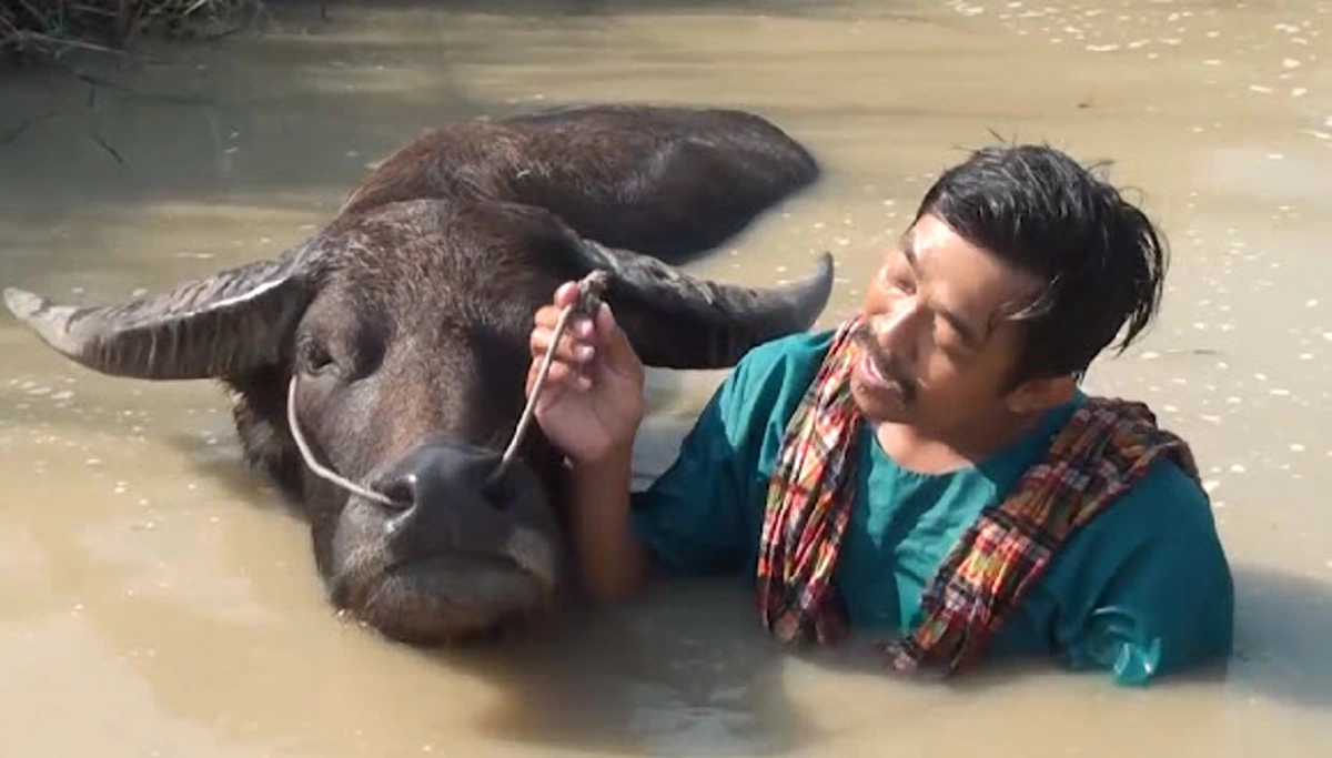 "พี่คล้าว 2018" รับทองคำ "ควายยิ้ม" กลับบ้านเเล้ว!