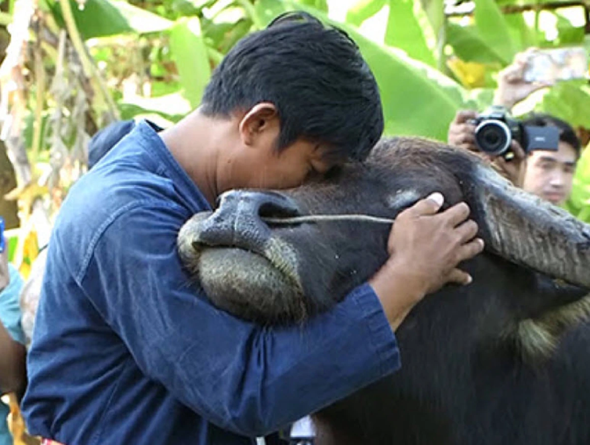 "พี่คล้าว 2018" รับทองคำ "ควายยิ้ม" กลับบ้านเเล้ว!