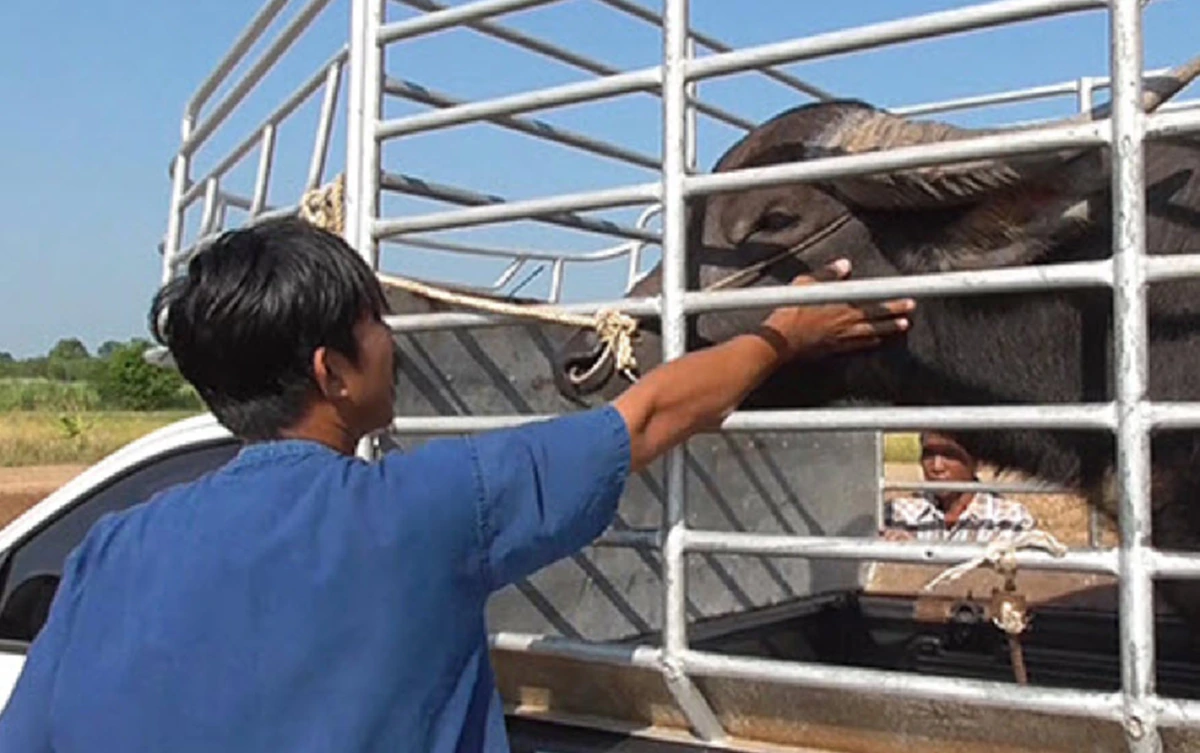 "พี่คล้าว 2018" รับทองคำ "ควายยิ้ม" กลับบ้านเเล้ว!