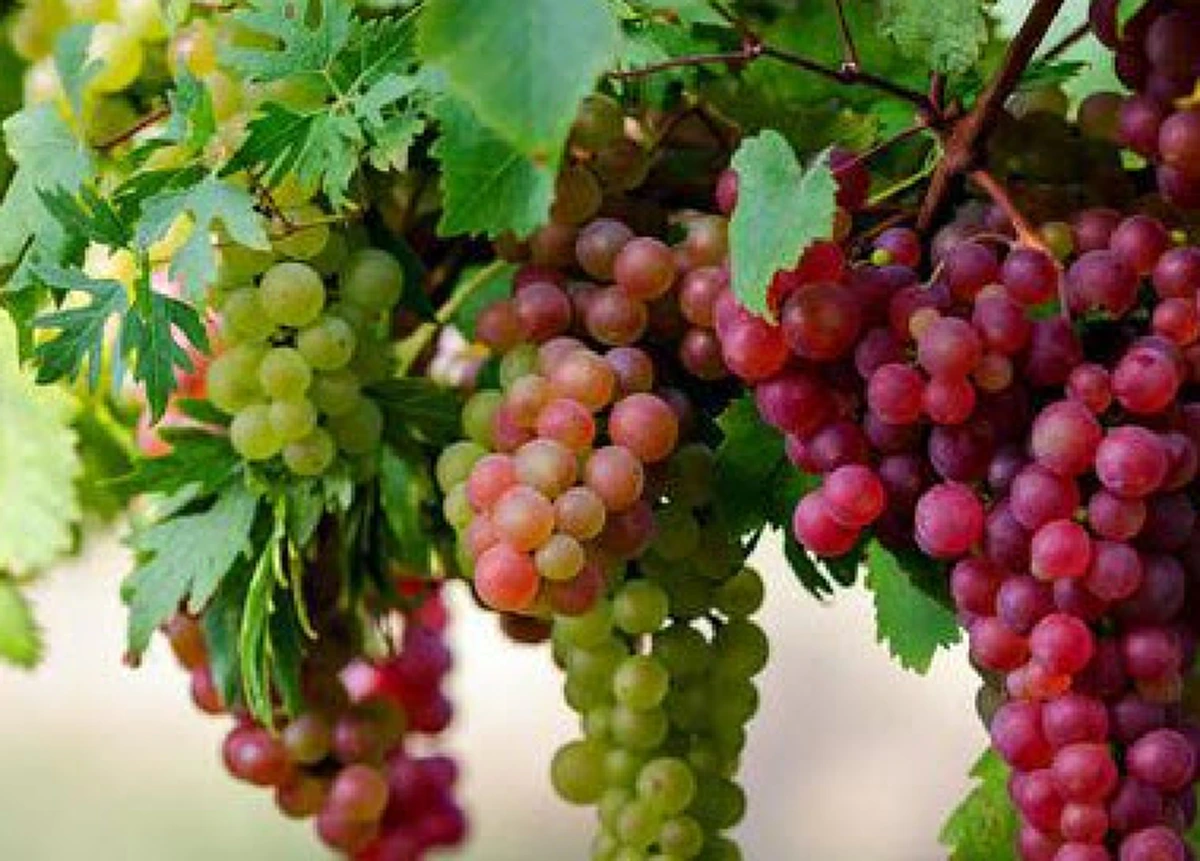 ซินเเสเป็นหนึ่ง ชี้ จัดผลไม้ถวายสิ่งศักดิ์สิทธิ์ เสริมดวง รับปีกุน 2562