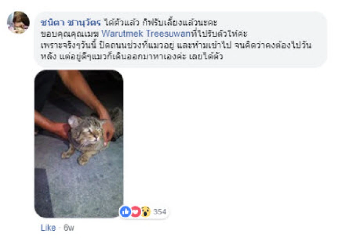 เจ้าเหมียวสายตาละห้อย อ้อนขอกินข้าวมันไก่ สุดท้ายมีคนใจดีรับไปเลี้ยง