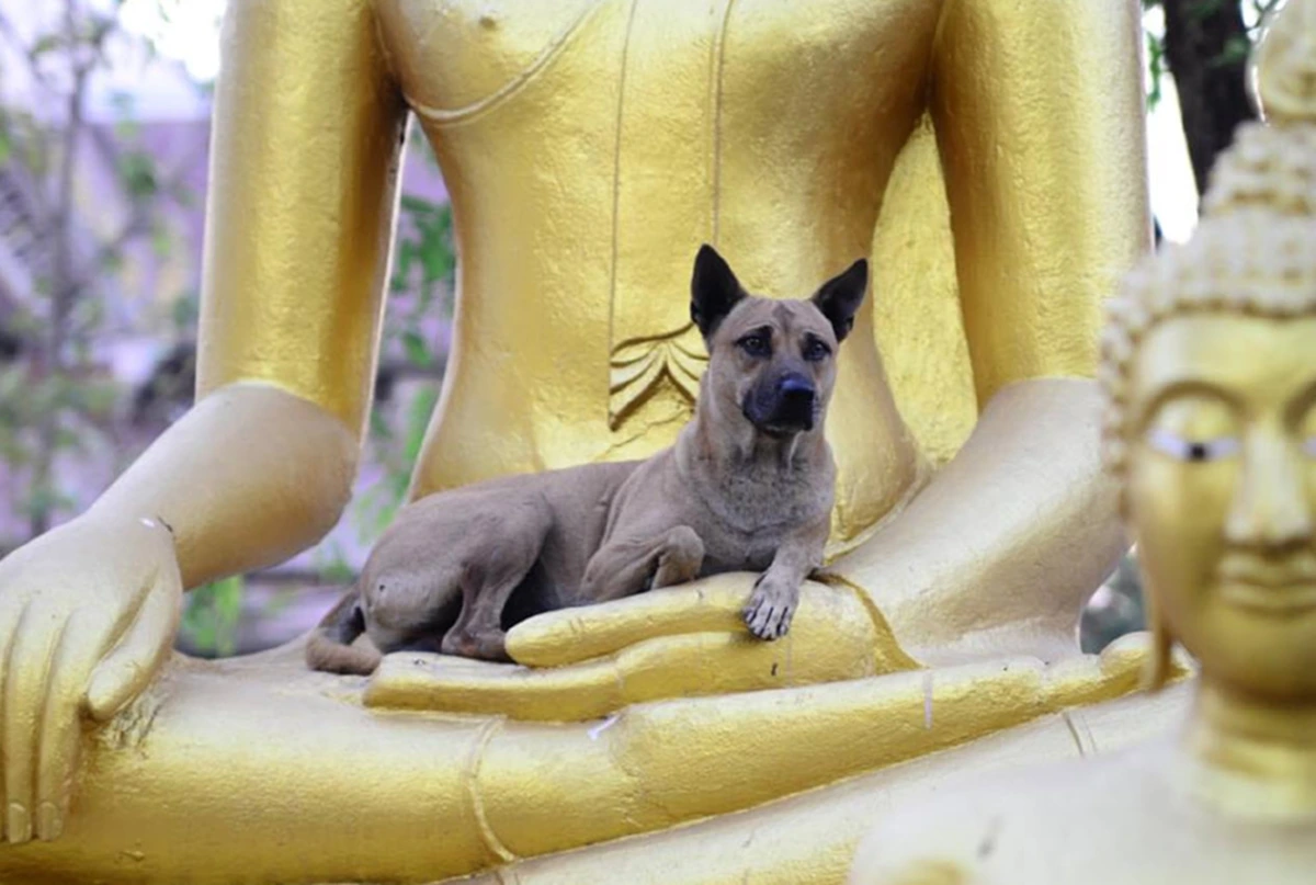 หนุ่มโพสต์เข้าวัด เจอเจ้าตูบเดินไป-มา พอหันมองอีกทีก็อยู่ในท่านี้ซะเเล้ว