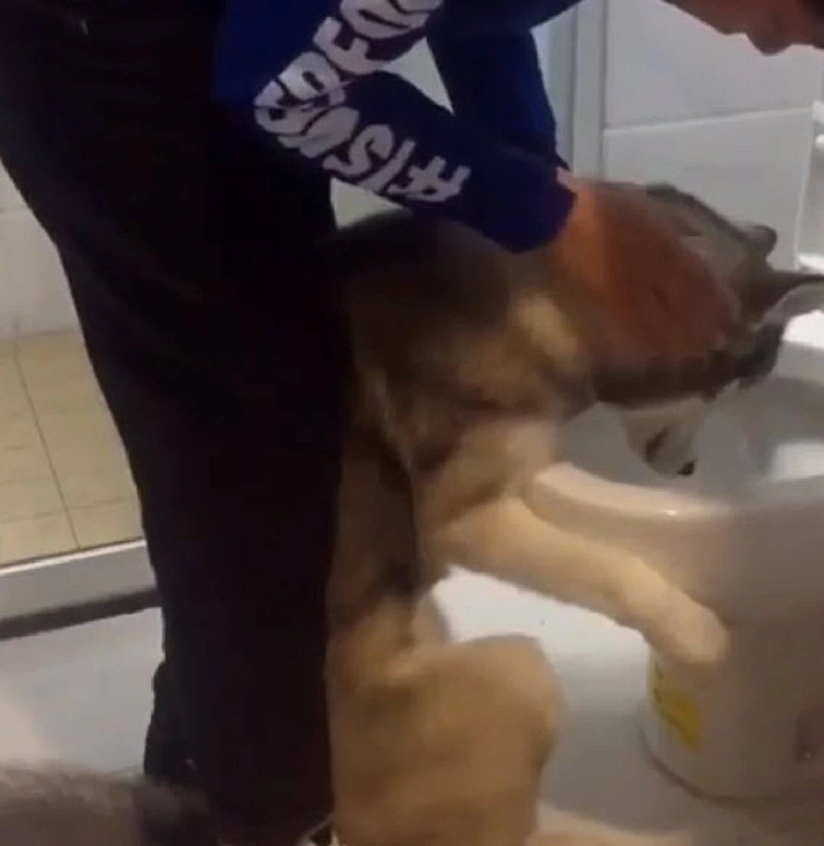 ตูบน้อย ไซบีเรียนมีอาการมึนเมา จนเจ้านายต้องรีบนำไปชักโครก (คลิป)