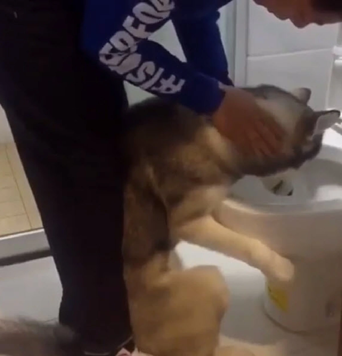 ตูบน้อย ไซบีเรียนมีอาการมึนเมา จนเจ้านายต้องรีบนำไปชักโครก (คลิป)