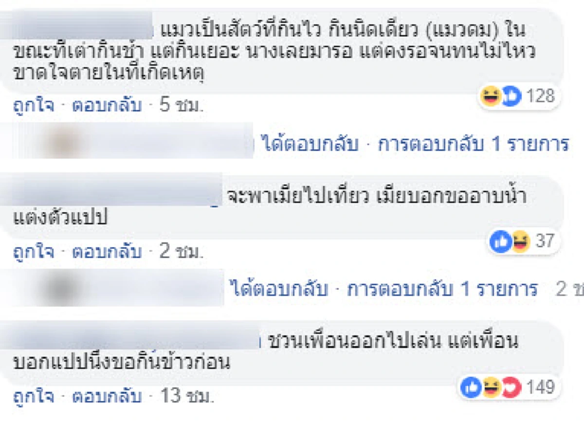 เจ้าเหมียวตัวน้อย นอนรอเต่ากินข้าว หวังเล่นด้วย เเต่ช้าจนหลับไป