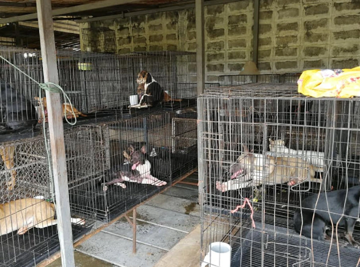 หนุ่มขอบคุณ หลังขอรับบริจาคช่วยเหลือหมา-เเมว