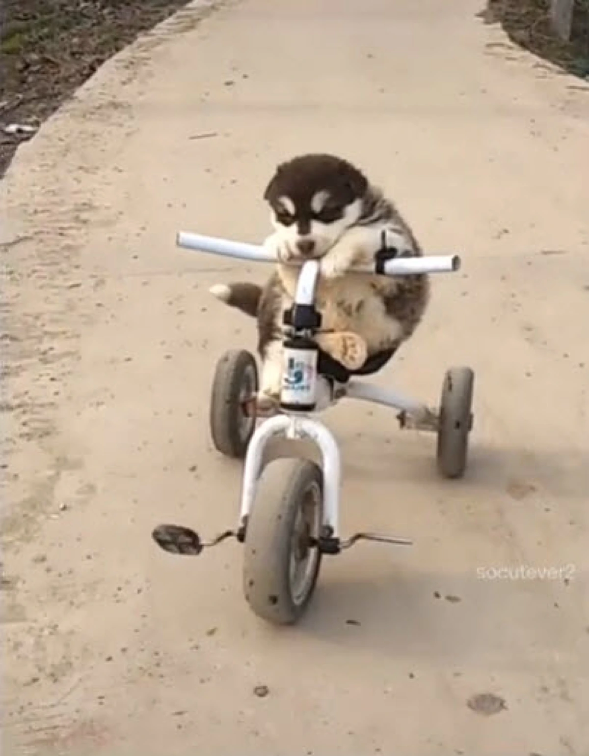 ไซบีเรียนตัวน้อย ขี่จักรยาน ลงข้างทางไม่รู้ตัว (คลิป)