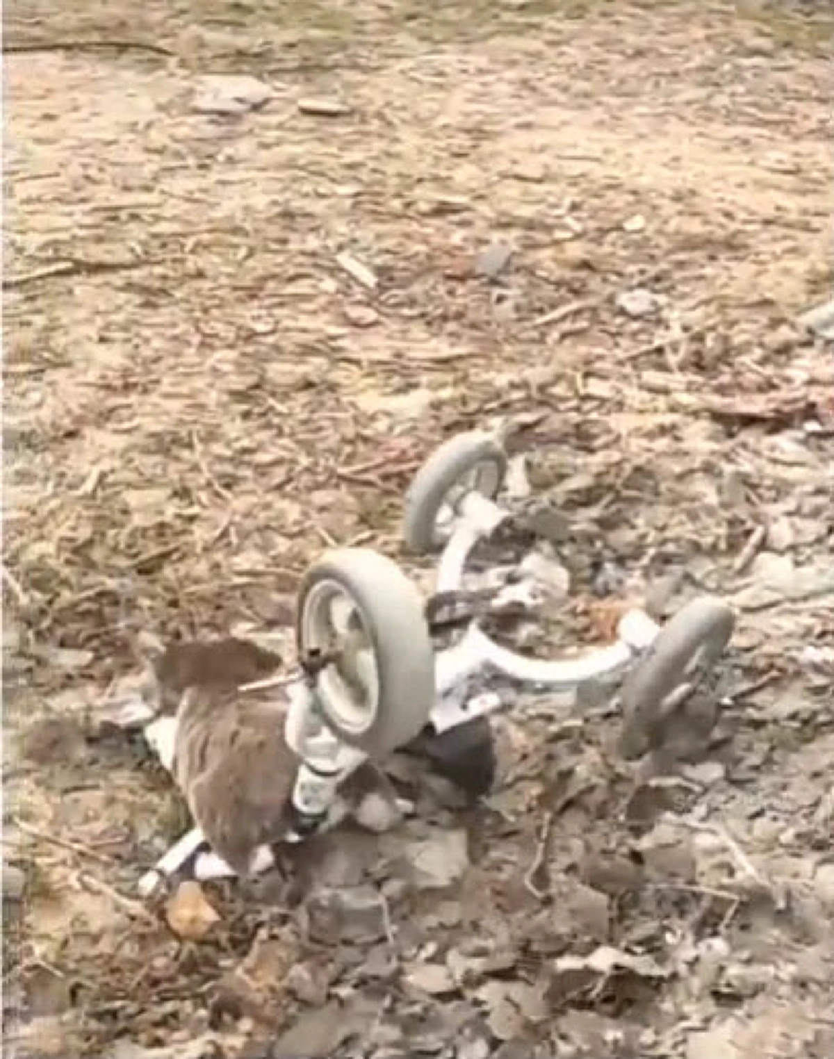 ไซบีเรียนตัวน้อย ขี่จักรยาน ลงข้างทางไม่รู้ตัว (คลิป)