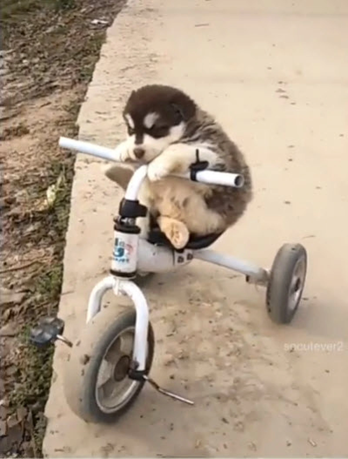 ไซบีเรียนตัวน้อย ขี่จักรยาน ลงข้างทางไม่รู้ตัว (คลิป)