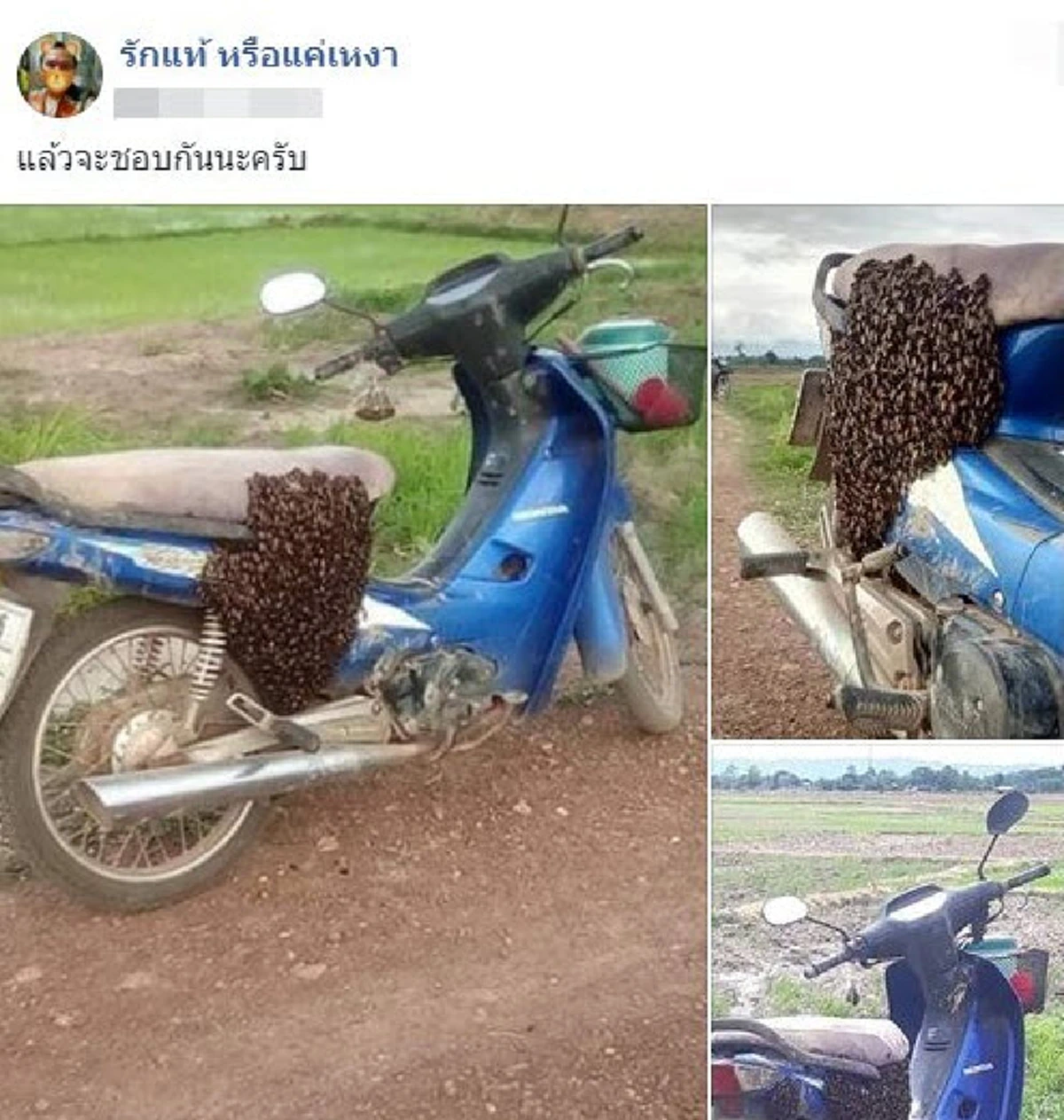 ผึ้งทำรังบนรถ