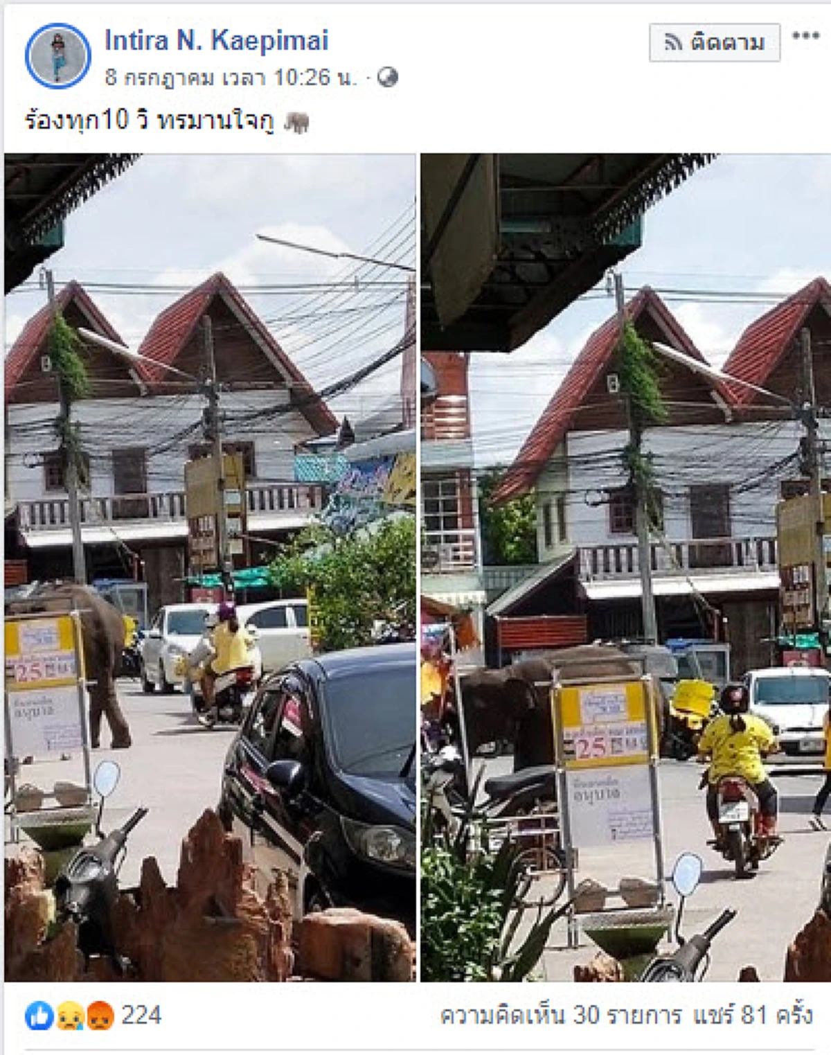 สงสารช้างน้อย ถูกบังคับเดินเร่ขายของกลางแดด สภาพแผลเต็มตัว ส่งเสียงร้องตลอดเวลา