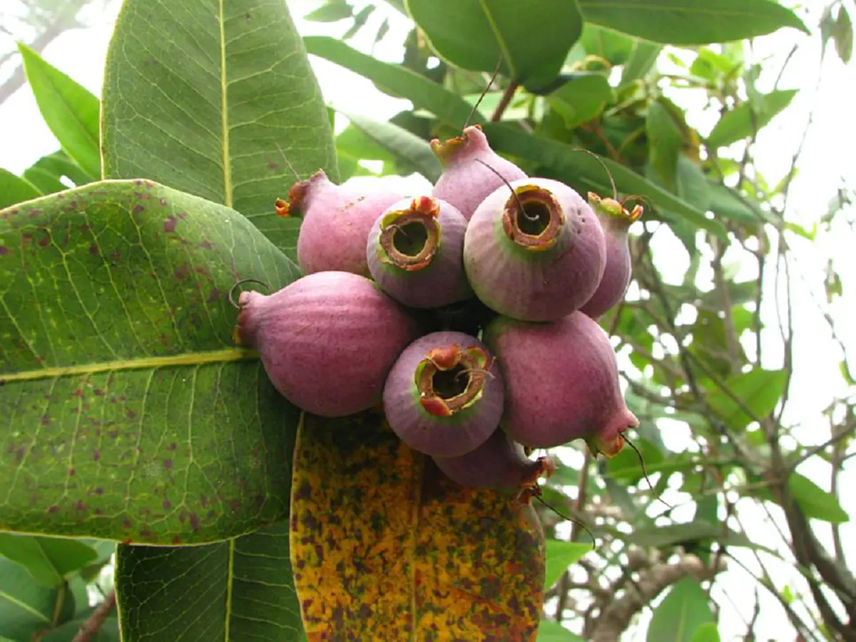 เป็นบุญตา! พบพันธุ์ไม้หายากชนิดใหม่ของโลกสมเด็จพระเทพฯ พระราชทานชื่อ“ราชรัตน์”