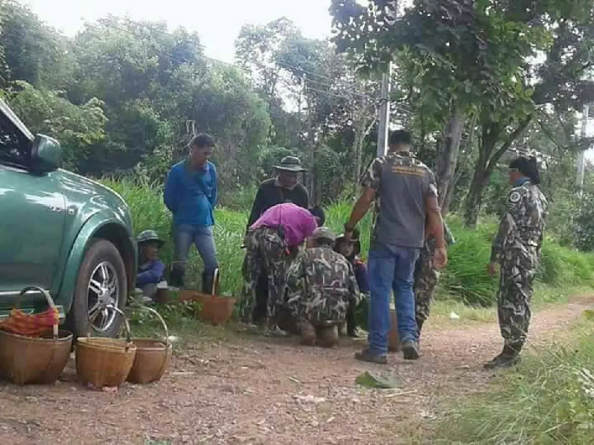 ฟังเจ้าหน้าที่บ้าง!!หัวหน้าอุทยานภูแลนคา เผยสาเหตุที่ต้องจับคนเก็บเห็ด มีอะไรมากกว่าชาวบ้านธรรมดาเก็บเห็ดหาเลี้ยงชีพ