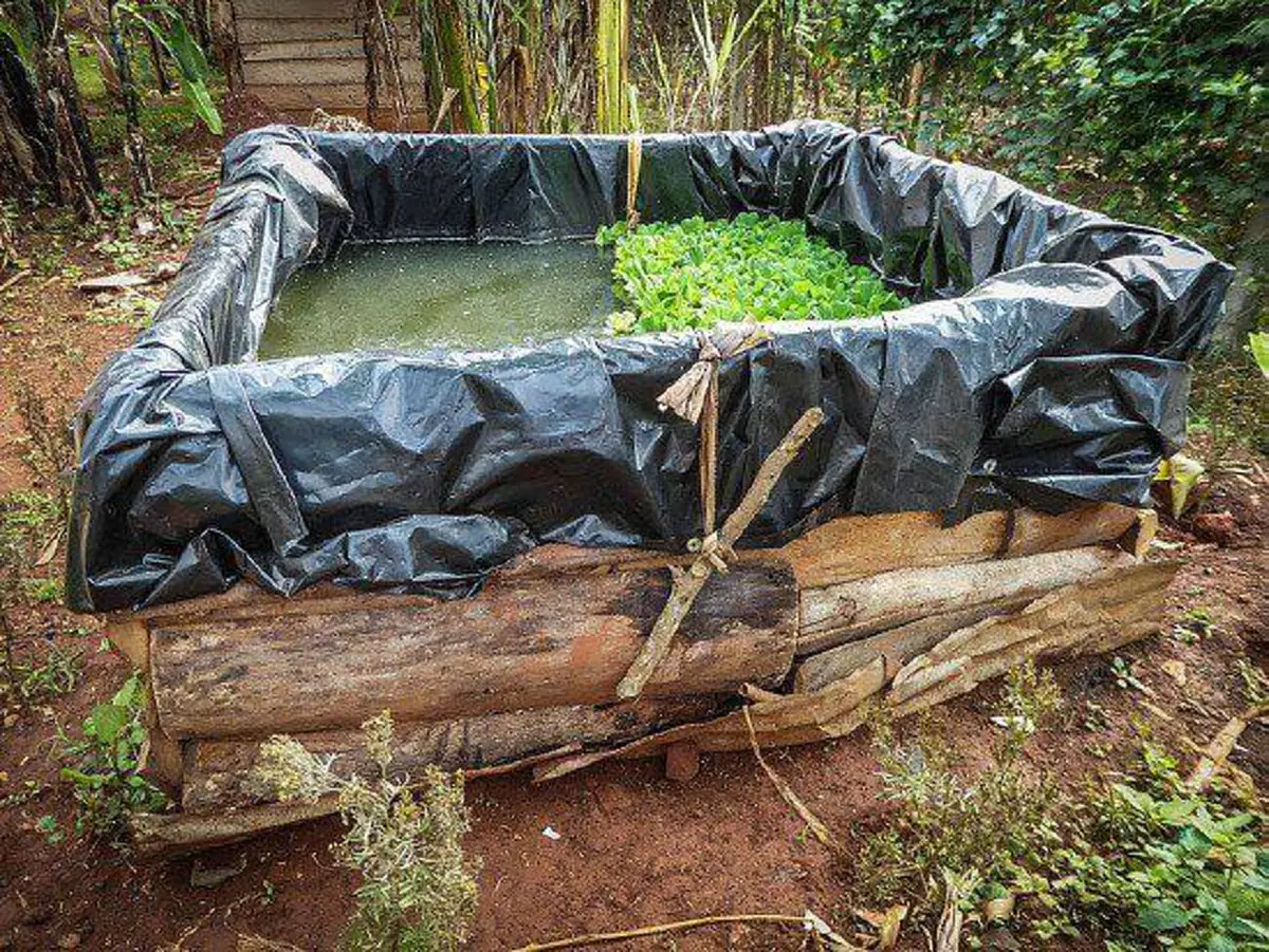 เกษตรกร!!ใครที่กำลังมองหาอาชีพ" มีวิธีเลี้ยงปลาดุกต้นทุนน้อยแต่มีกำไรงาม