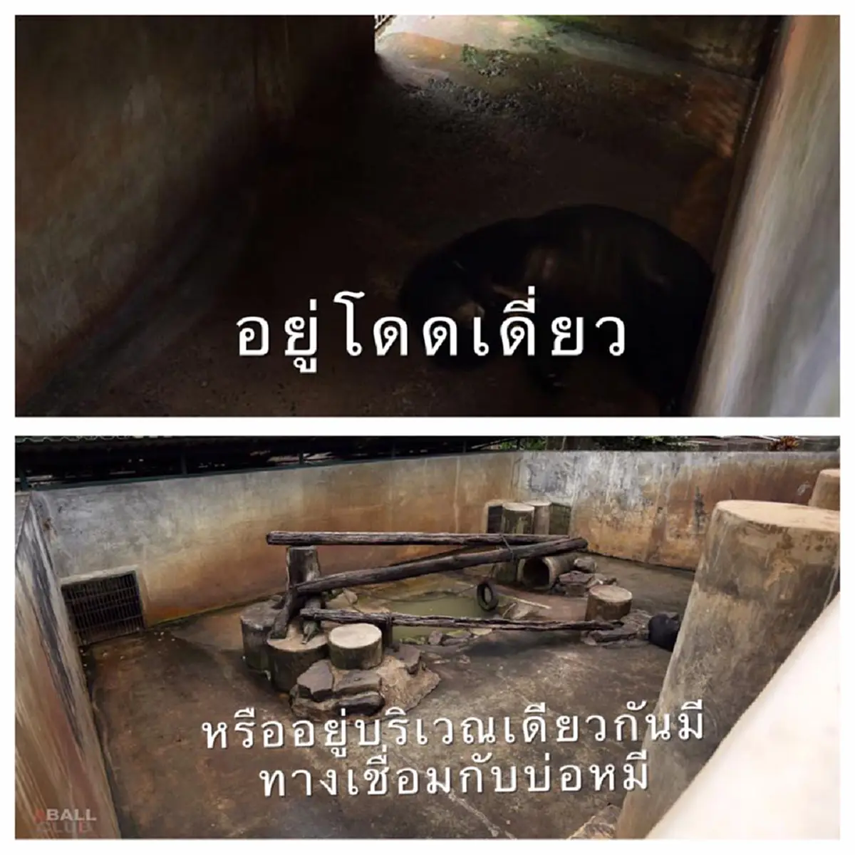 รองผู้ว่าฯเพชรบูรณ์โพสต์ ดีใจที่ตอนนี้คนไทยสนใจหมีไทยมากกว่าหมีแพนด้า กลางกระแสดราม่า "เจ้าแก้ว" รณรงค์สร้างบ้านให้แก้วอยู่ในที่ที่เหมาะสม