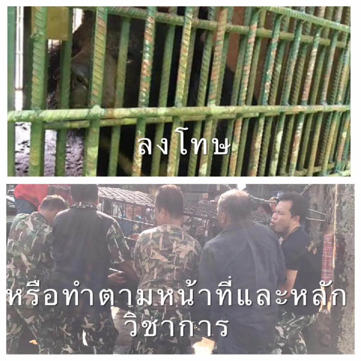 รองผู้ว่าฯเพชรบูรณ์โพสต์ ดีใจที่ตอนนี้คนไทยสนใจหมีไทยมากกว่าหมีแพนด้า กลางกระแสดราม่า "เจ้าแก้ว" รณรงค์สร้างบ้านให้แก้วอยู่ในที่ที่เหมาะสม