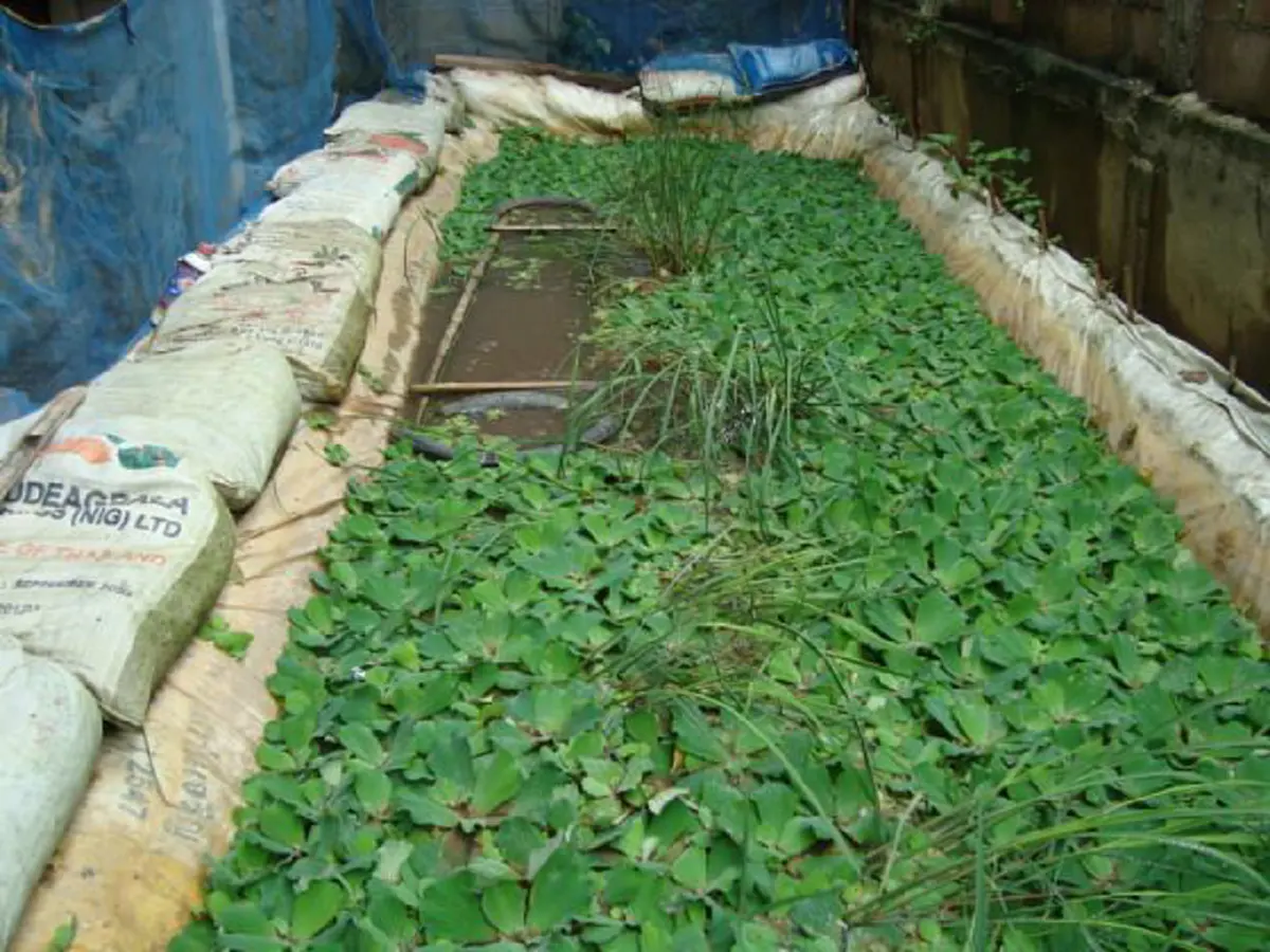 เกษตรกร!!ใครที่กำลังมองหาอาชีพ" มีวิธีเลี้ยงปลาดุกต้นทุนน้อยแต่มีกำไรงาม