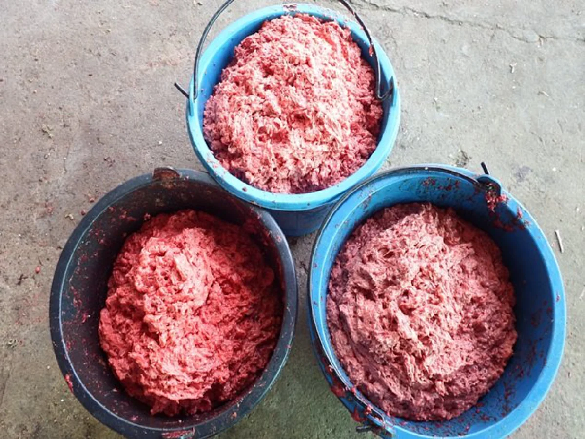 เกษตรกร!!ใครที่กำลังมองหาอาชีพ" มีวิธีเลี้ยงปลาดุกต้นทุนน้อยแต่มีกำไรงาม