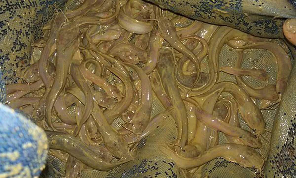 เกษตรกร!!ใครที่กำลังมองหาอาชีพ" มีวิธีเลี้ยงปลาดุกต้นทุนน้อยแต่มีกำไรงาม