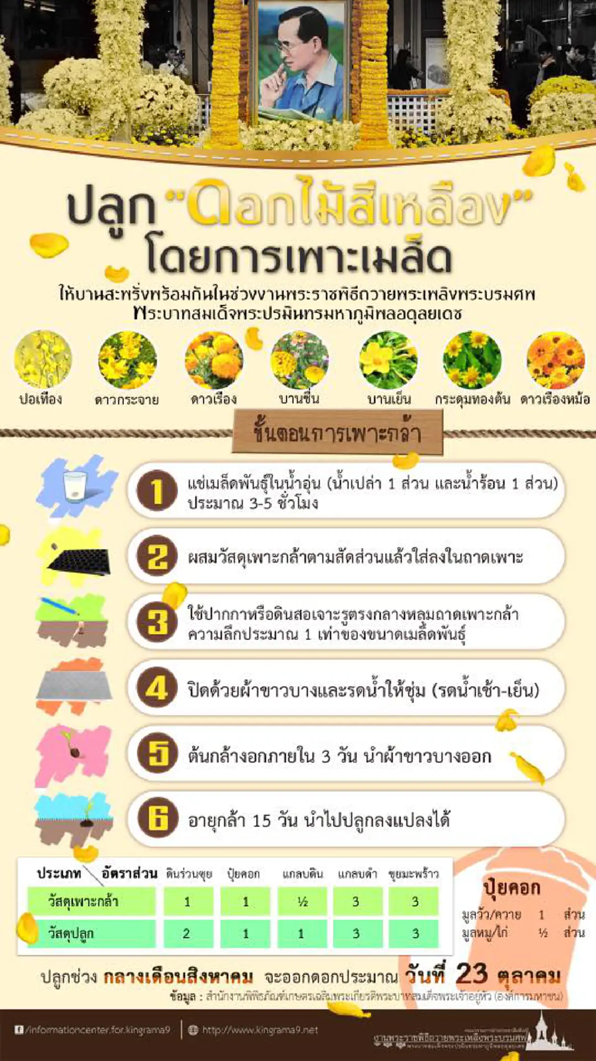 ได้เวลาเริ่มปลูก!! "ดอกไม้สีเหลือง" ถวายพ่อหลวง เกษตรกรแนะวิธีปลูกให้บานสะพรั่ง ทันพระราชพิธีถวายพระเพลิงพระบรมศพ มีวิธีการดังนี้..