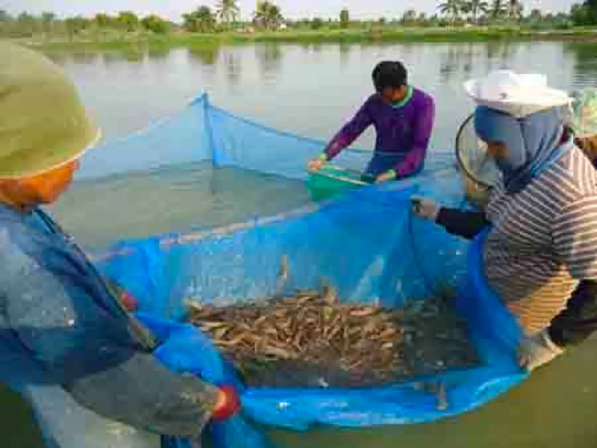 อึ้ง!!อาชีพใหม่“เกษตรกรที่มีที่นาว่างเปล่าที่ปล่อยน้ำทิ้งไว้ลองหันมาบูรณาการสร้างรายได้เลี้ยง"กุ้งก้ามกราม"