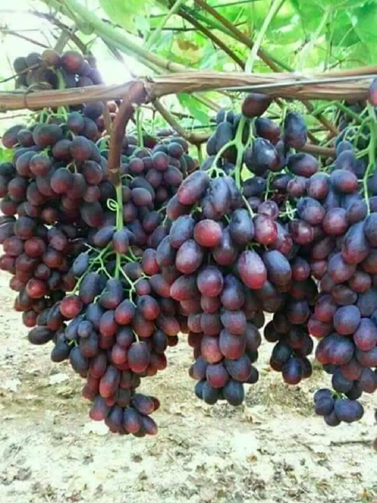 อึ้ง!!แจกสูตรวิธีบังคับองุ่นออกทั้งปี"เพิ่มผลผลิต"องุ่น"ให้เกษตรกร... รีบกดแชร์ด่วน