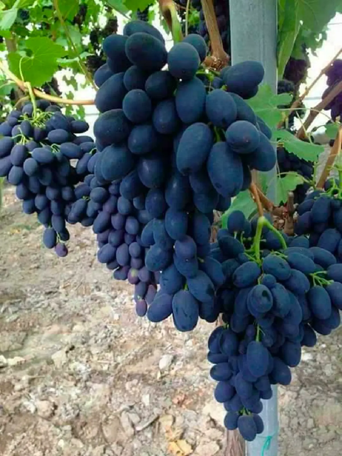 อึ้ง!!แจกสูตรวิธีบังคับองุ่นออกทั้งปี"เพิ่มผลผลิต"องุ่น"ให้เกษตรกร... รีบกดแชร์ด่วน