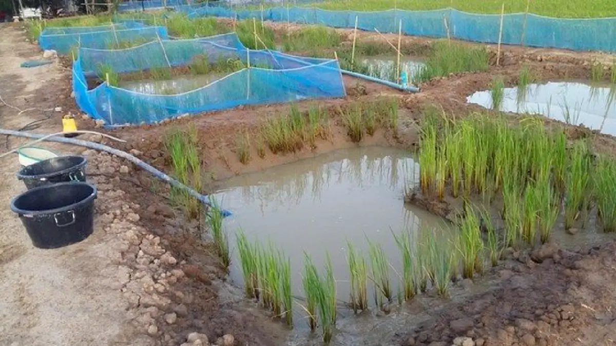 อึ้ง!!อาชีพใหม่“เกษตรกรที่มีที่นาว่างเปล่าที่ปล่อยน้ำทิ้งไว้ลองหันมาบูรณาการสร้างรายได้เลี้ยง"กุ้งก้ามกราม"