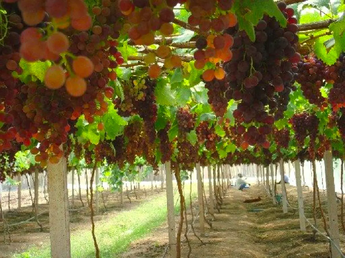 อึ้ง!!แจกสูตรวิธีบังคับองุ่นออกทั้งปี"เพิ่มผลผลิต"องุ่น"ให้เกษตรกร... รีบกดแชร์ด่วน