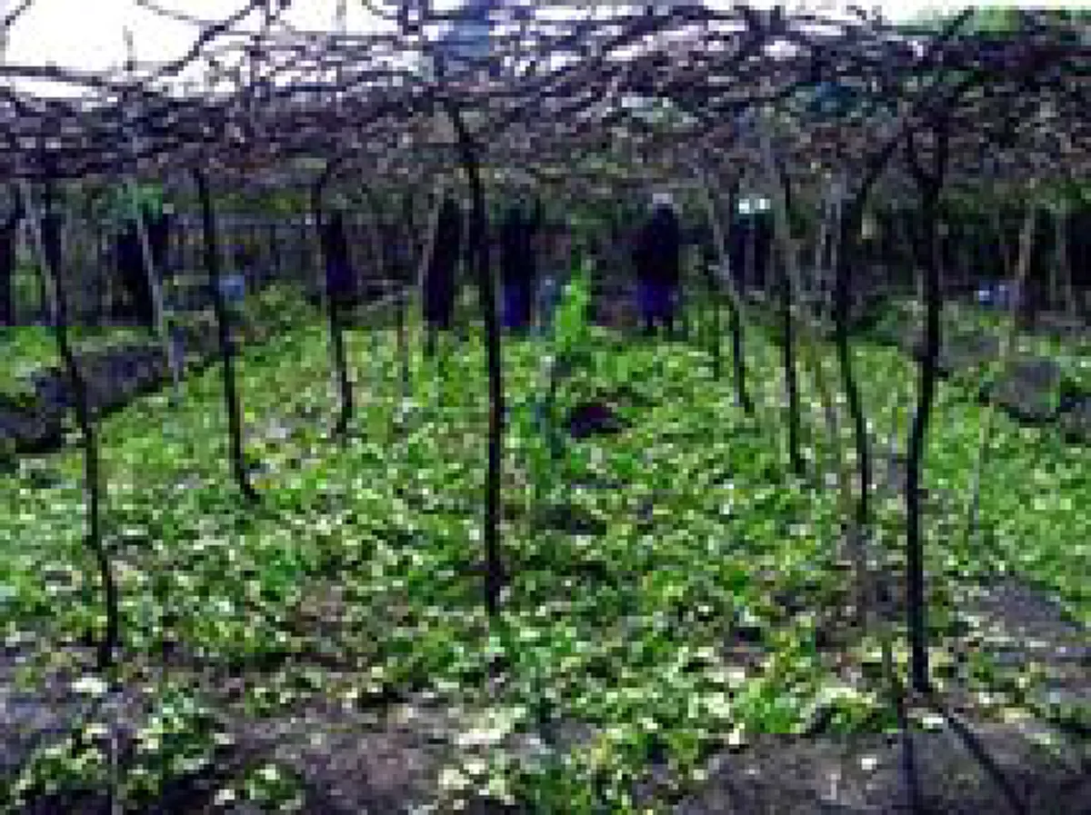 อึ้ง!!แจกสูตรวิธีบังคับองุ่นออกทั้งปี"เพิ่มผลผลิต"องุ่น"ให้เกษตรกร... รีบกดแชร์ด่วน