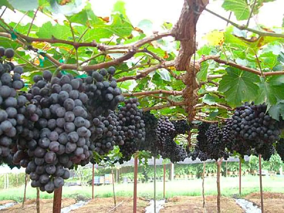 อึ้ง!!แจกสูตรวิธีบังคับองุ่นออกทั้งปี"เพิ่มผลผลิต"องุ่น"ให้เกษตรกร... รีบกดแชร์ด่วน