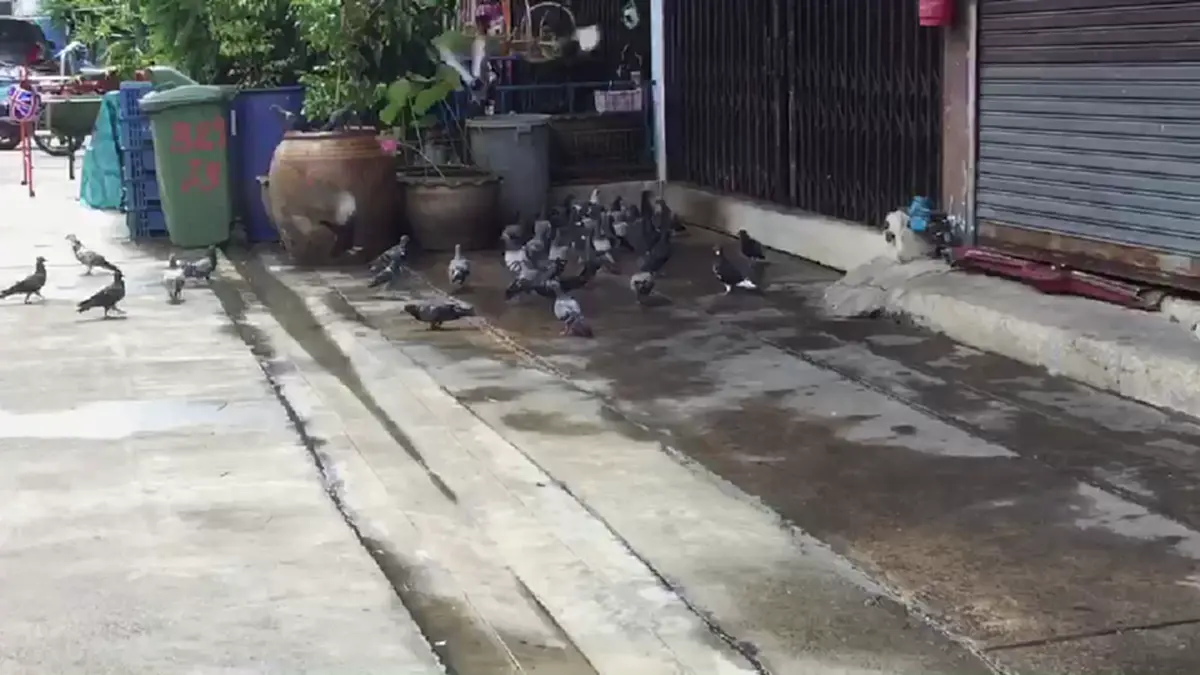 พลังโซเชียลล้วนๆ จนท.เขตฯเจรจาป้าเลี้ยงนกพิราบฝูงใหญ่ เตือนหยุดให้อาหาร ทำเพื่อบ้านเดือดร้อนเสี่ยงเจอโทษคุก